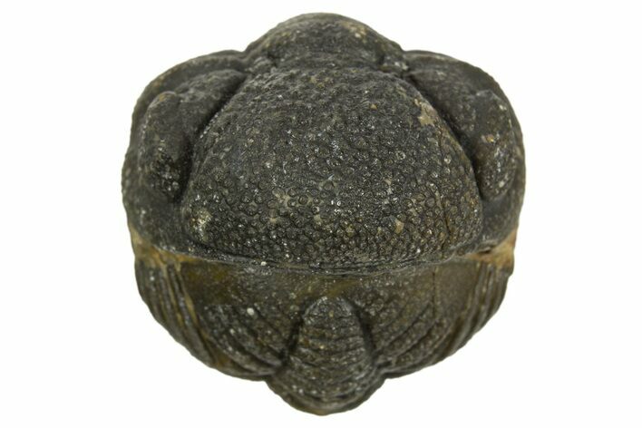 Wide Enrolled Morocops Trilobite - Morocco #323230